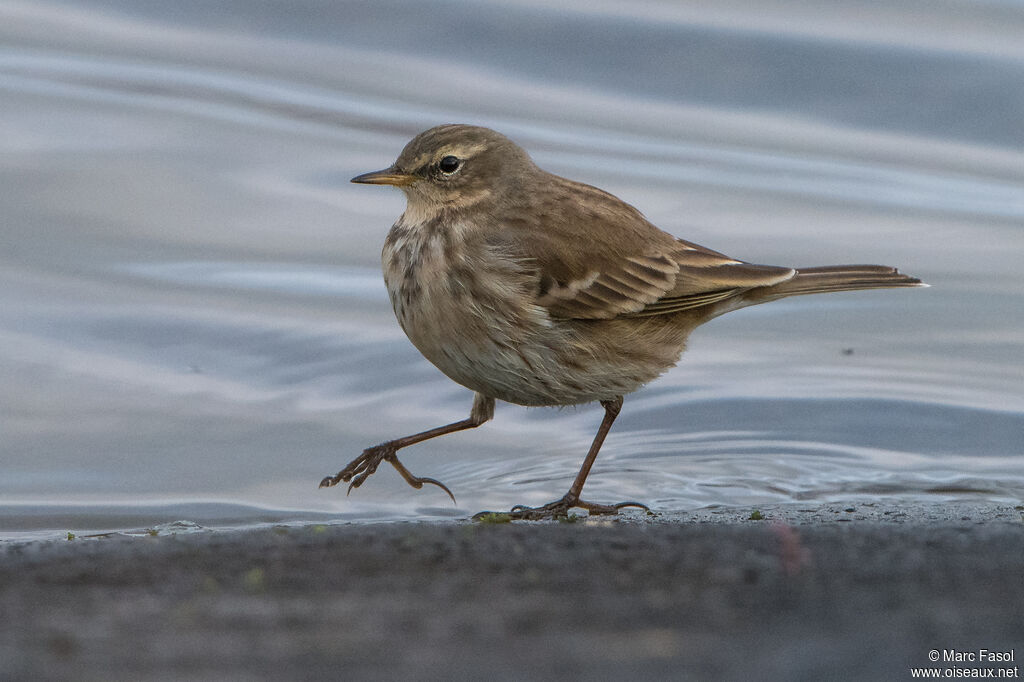 Pipit spioncelleadulte internuptial, identification, marche