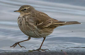 Water Pipit