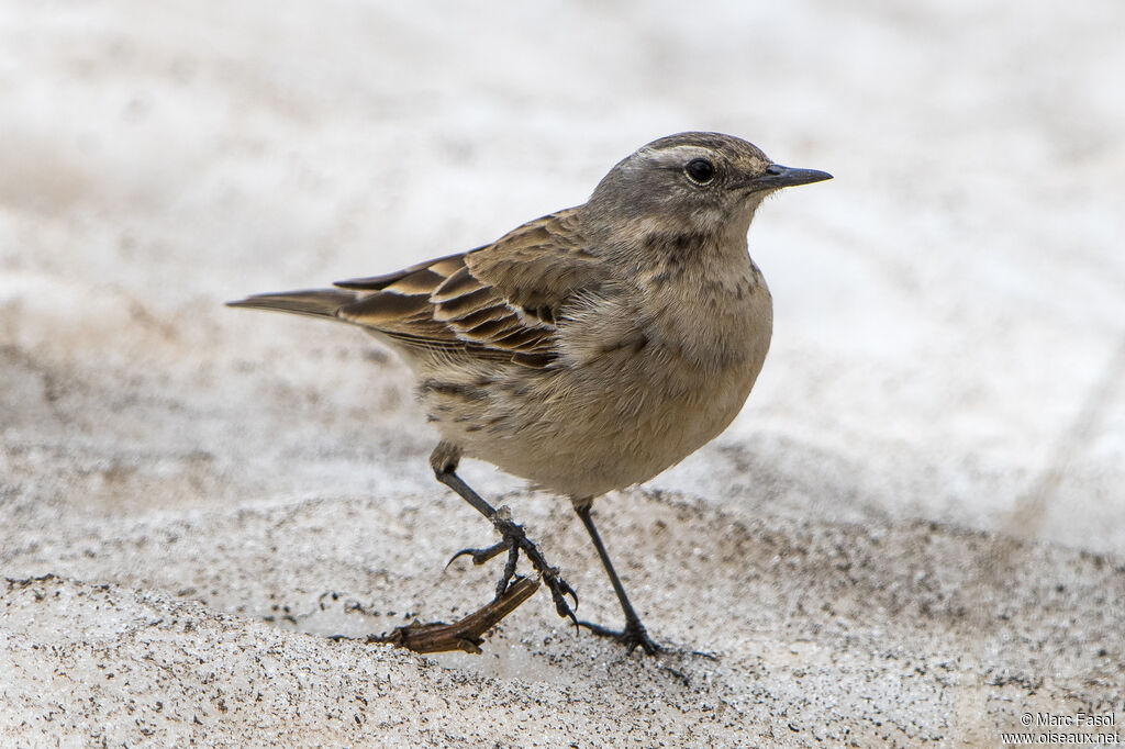 Pipit spioncelleadulte, identification