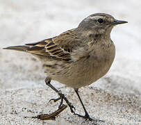 Water Pipit