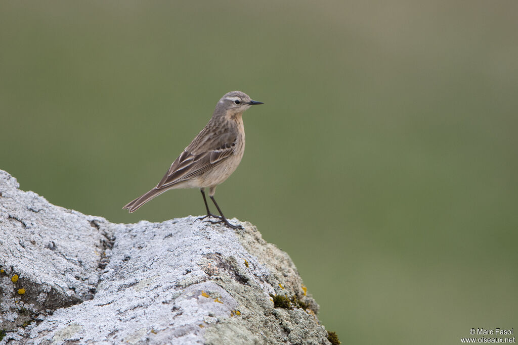 Pipit spioncelle