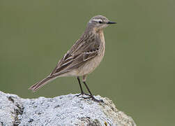 Water Pipit