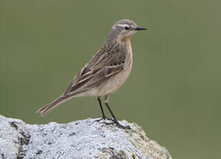 Pipit spioncelle