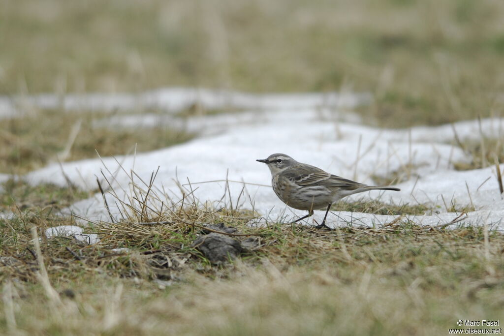 Pipit spioncelleadulte internuptial, identification, régime