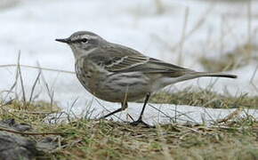 Water Pipit