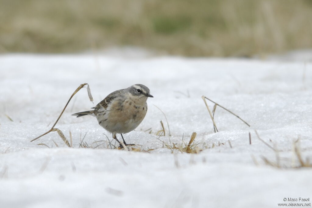 Water Pipit, identification, feeding habits