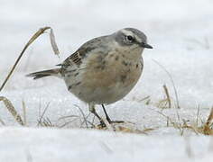 Water Pipit