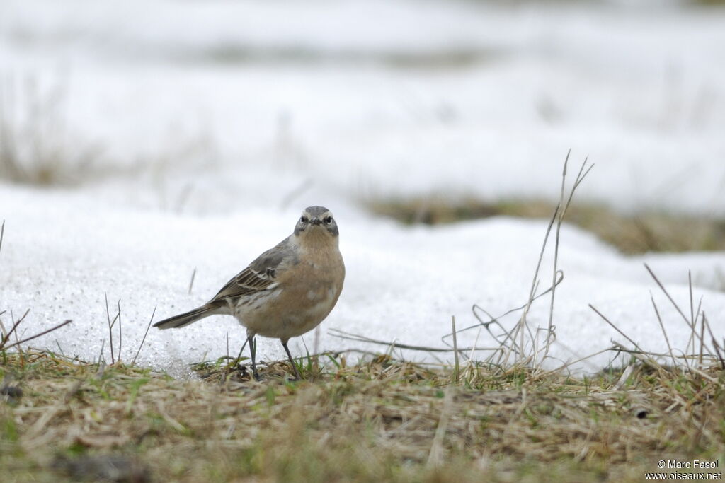 Pipit spioncelleadulte nuptial, identification