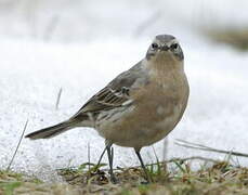 Water Pipit