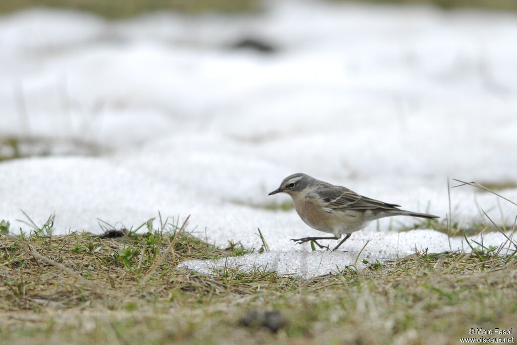 Pipit spioncelleadulte nuptial, identification, régime