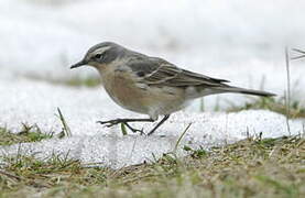 Water Pipit