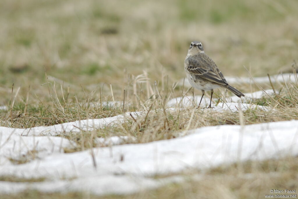 Pipit spioncelleadulte internuptial, identification