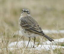 Water Pipit