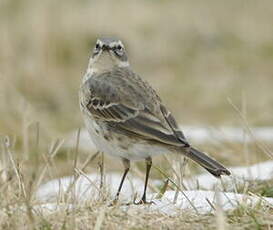 Pipit spioncelle