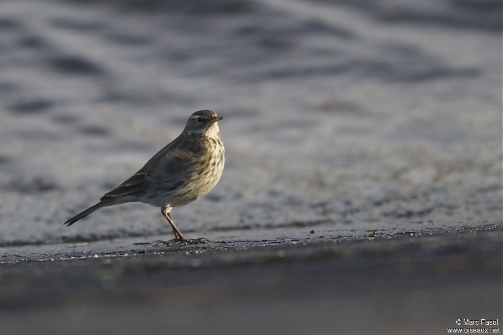 Water Pipit, identification