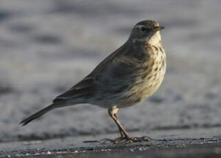 Pipit spioncelle