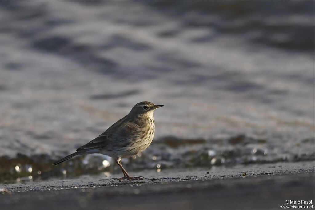 Water Pipit, identification