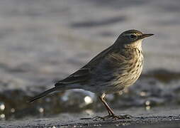 Water Pipit