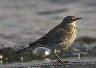 Pipit spioncelle