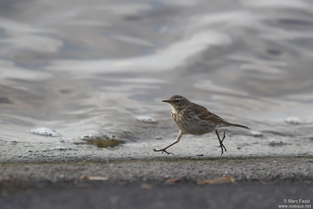 Pipit spioncelle, identification, Comportement