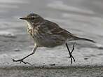 Pipit spioncelle