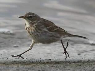 Pipit spioncelle