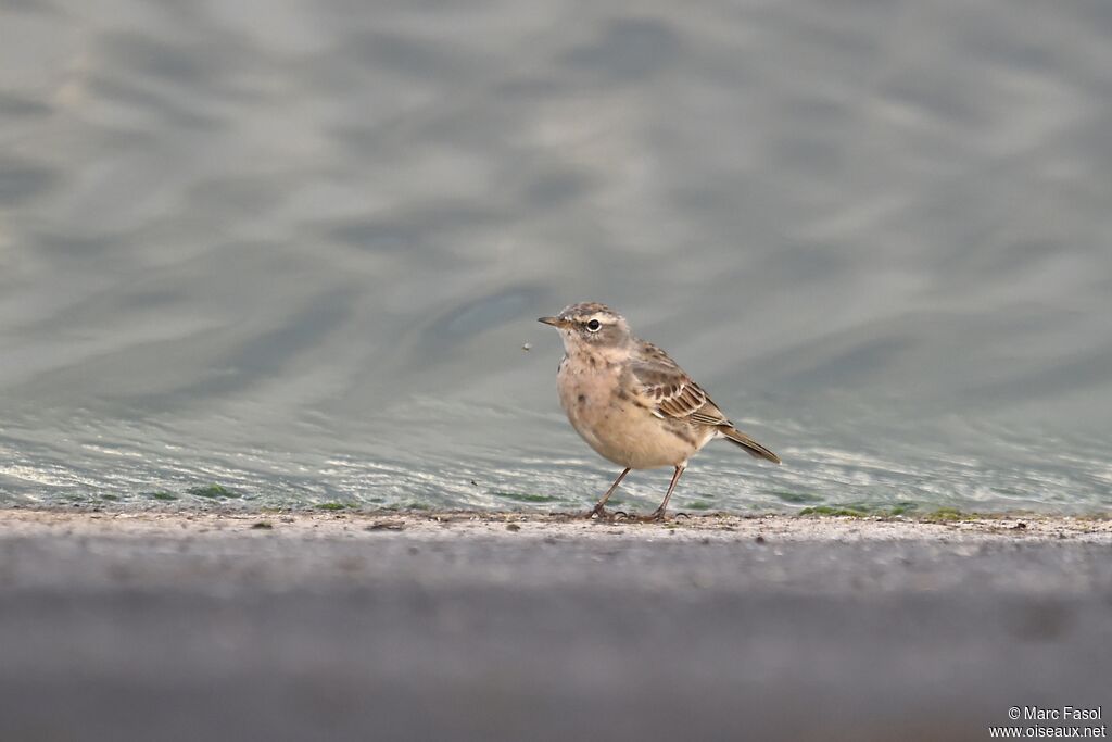 Water Pipit, identification, feeding habits