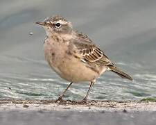 Water Pipit