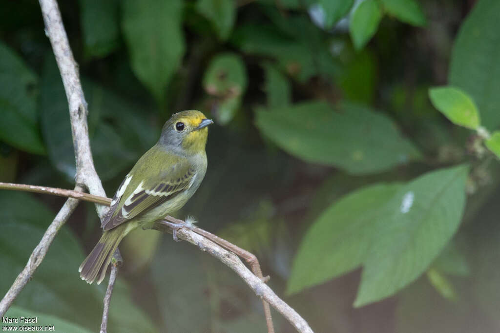 Wing-barred Pipritesadult, identification