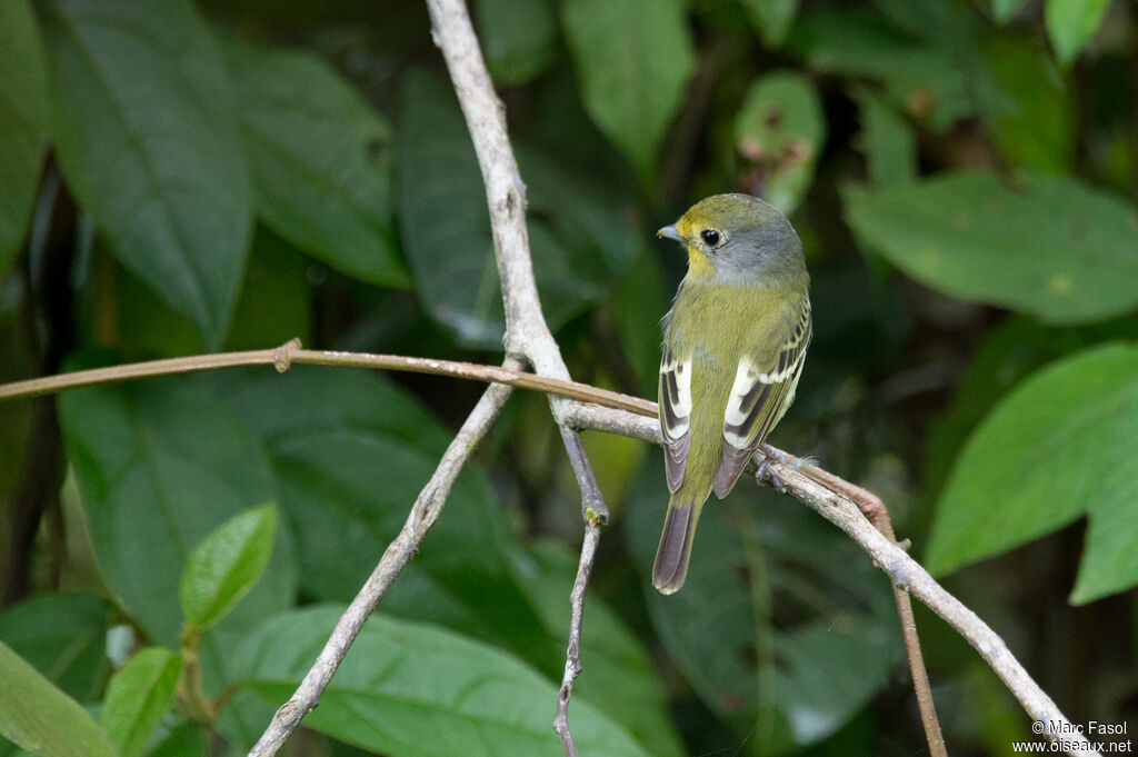 Wing-barred Pipritesadult, identification