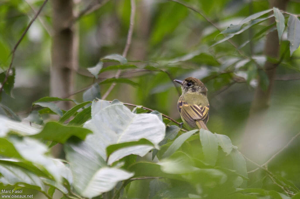 Sepia-capped Flycatcheradult, identification, pigmentation