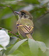 Sepia-capped Flycatcher