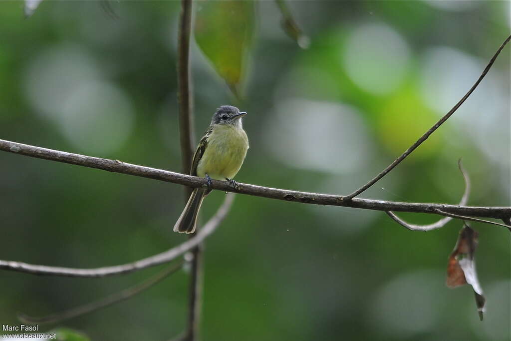 Slaty-capped Flycatcheradult, close-up portrait, pigmentation