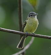 Slaty-capped Flycatcher