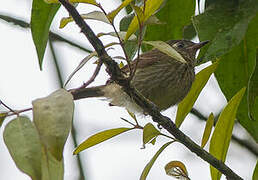 Olive-striped Flycatcher