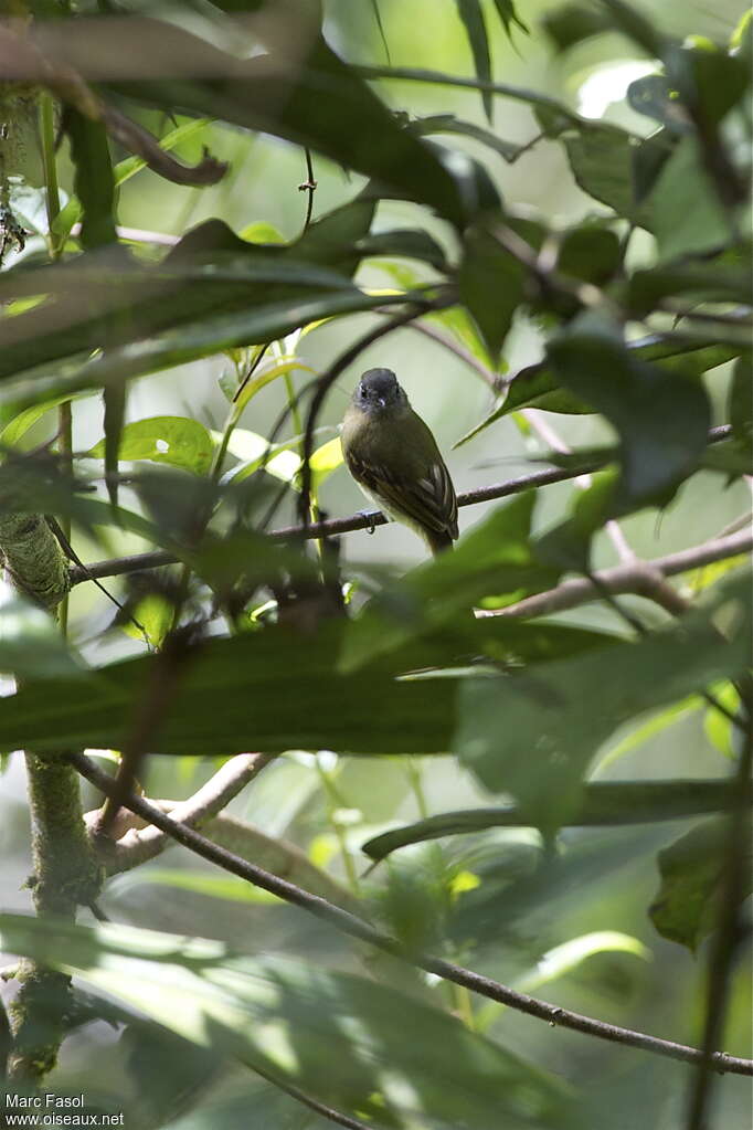 Inca Flycatcheradult, identification