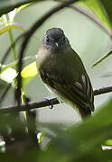 Inca Flycatcher