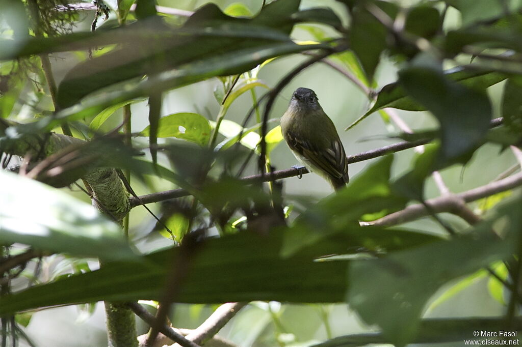 Inca Flycatcheradult, identification