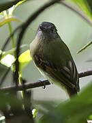 Inca Flycatcher