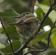 Olive-streaked Flycatcher