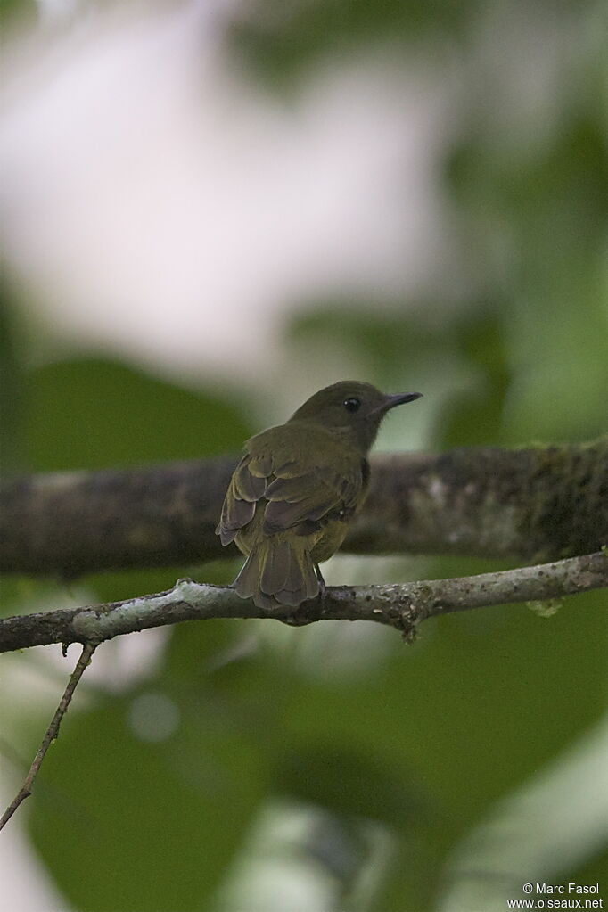 Ochre-bellied Flycatcheradult, identification