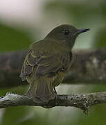 Ochre-bellied Flycatcher