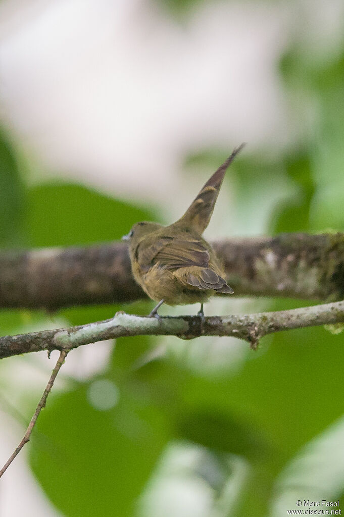 Pipromorphe roussâtreadulte, identification