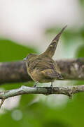 Ochre-bellied Flycatcher