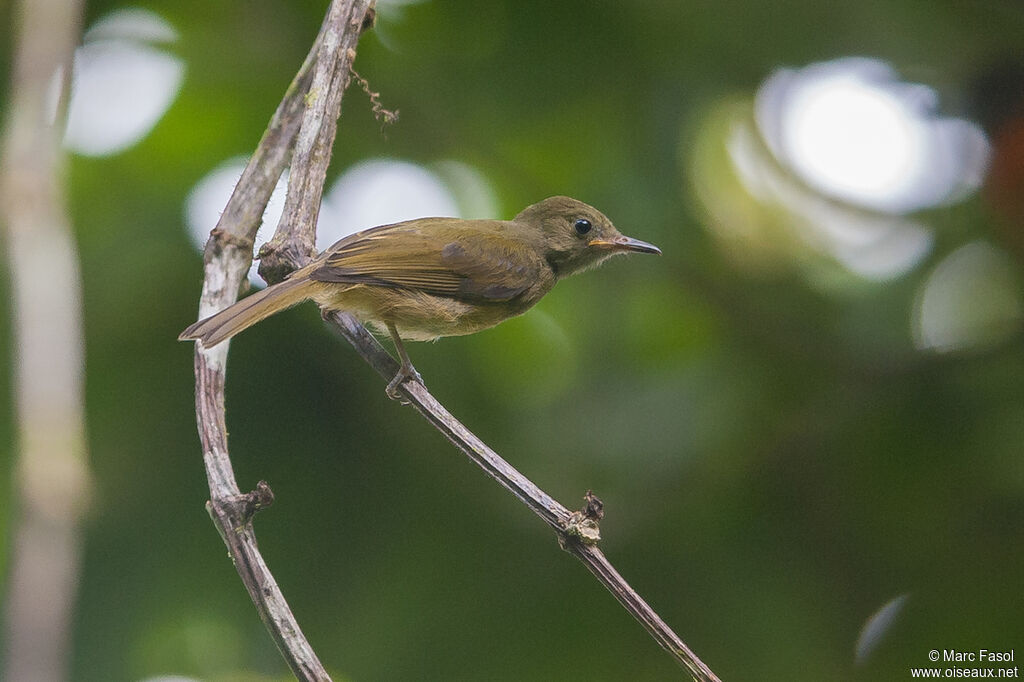 Ochre-bellied Flycatcherjuvenile, identification