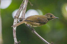 Ochre-bellied Flycatcher