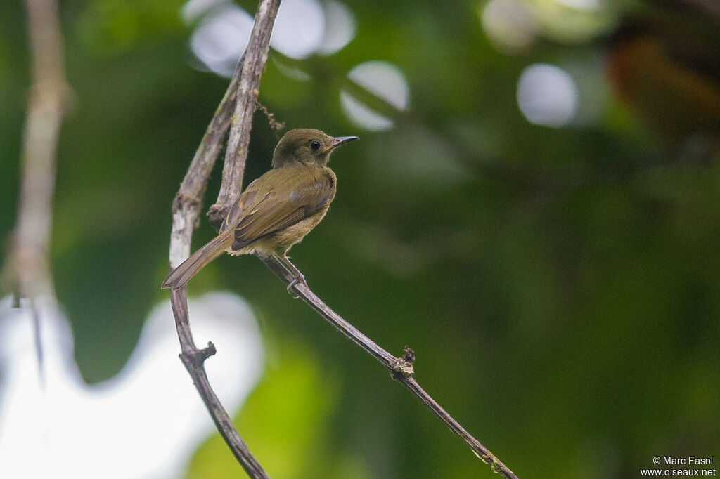 Ochre-bellied Flycatcherjuvenile, identification