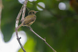 Ochre-bellied Flycatcher