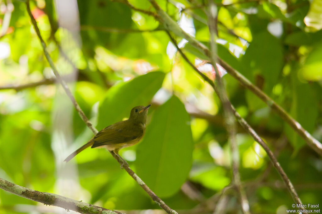 Ochre-bellied Flycatcherjuvenile, identification