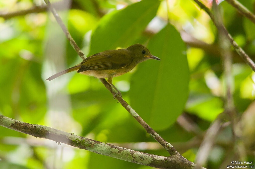 Ochre-bellied Flycatcher